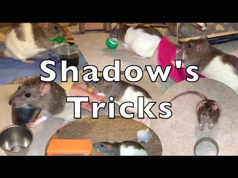 Shadow The Rat's Amazing Tricks Part 1