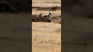 Download lagu Eland great Escape from Lioness. #shorts #lion #wildlife mp3