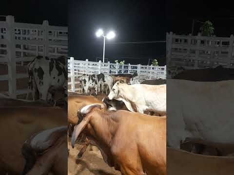 feira do gado de Conceição Paraíba 09 01 2026 #mais