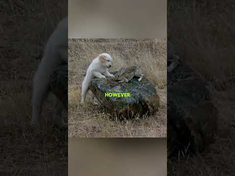 🐶 Perrito Perdido Salvó Dos Cachorros y Encontró una Nueva Familia ❤️#trending #animals #viral