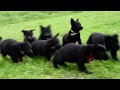 German Shepherd dogs for sale: Ribbon - Video 1