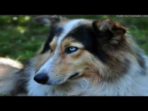 Negro Manolo - Rezongo de Poly