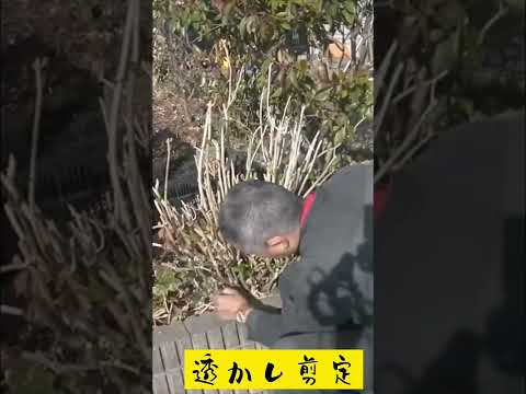 アジサイはいつ植えるのですか？すべての庭師のための手入れと植え付けのヒント  庭園