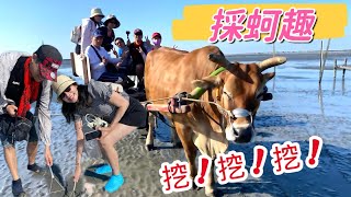 坐牛車採蚵趣生態之旅 芳苑潮間帶