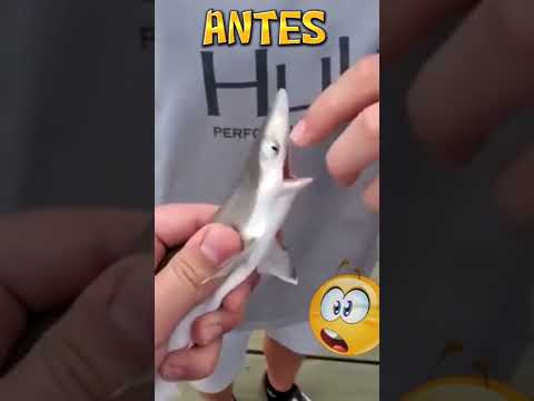 Antes e depois Tubarão Branco #shorts