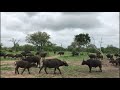 Buffalo Herd