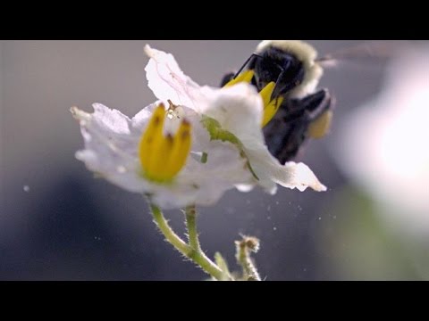 , title : 'Slo-Mo Footage of a Bumble Bee Dislodging Pollen