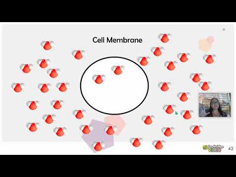 Osmosis (Hypertonic, Isotonic, Hypotonic)
