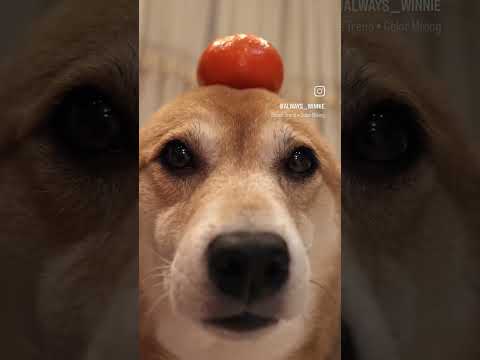 #shorts#dil #cute 🥰 #dogs