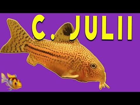 Corydoras julii — domáce akvárium