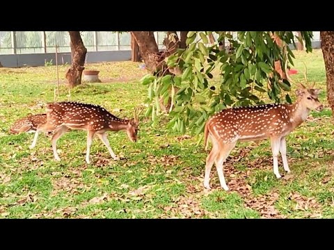Beautiful Herd of Spotted Deer#animalshouse #wildlife