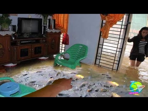 Banjir Membawa Berkah!! Banyak Ikan Besar Masuk Rumah... Tinggal Jaring dan Goreng!!