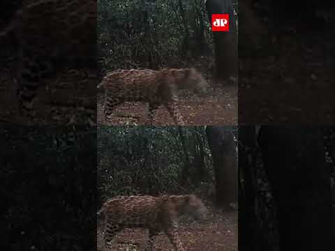 Registro mostra onças-pintadas miando como gatos no Paraná #shorts