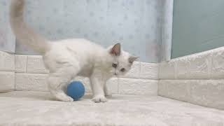 ラグドールの動画01