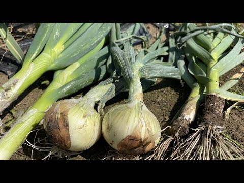 タマネギ ハエ 除虫菊 トラップ ニンジン 接着剤を取り除く