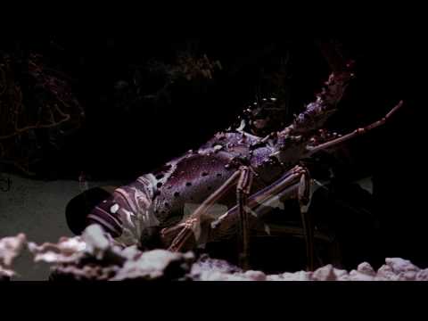 download lagu mp3 mp4 Bermuda Tropical Fish, download lagu Bermuda Tropical Fish gratis, unduh video klip Bermuda Tropical Fish