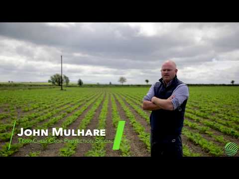 CROPS WATCH UPDATE: The importance of boron for beet crops