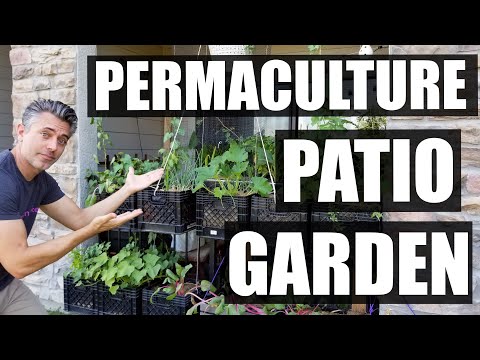 My Permaculture Patio Garden Tour