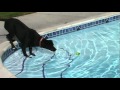 My 1 Year Old Lab/Pitbull Mix Rocky Jumping and ...