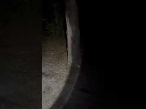 Be aware of raccoons in the area