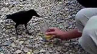 Un Corbeau Boit Raven Crow Alcool Alcohol