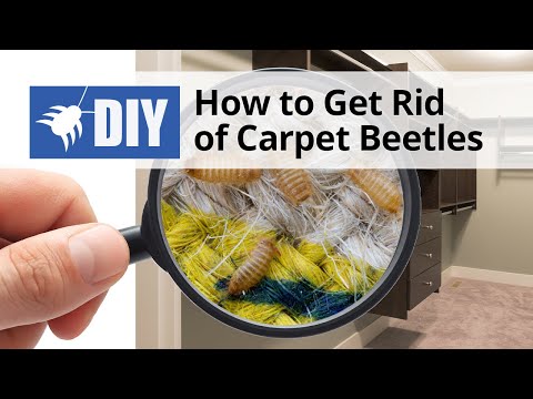  How to Get Rid of Carpet Beetles Video 