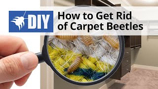 How to Get Rid of Carpet Beetles | DoMyOwn.com