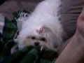 Lhasa Abso May Puxando O Cobertor