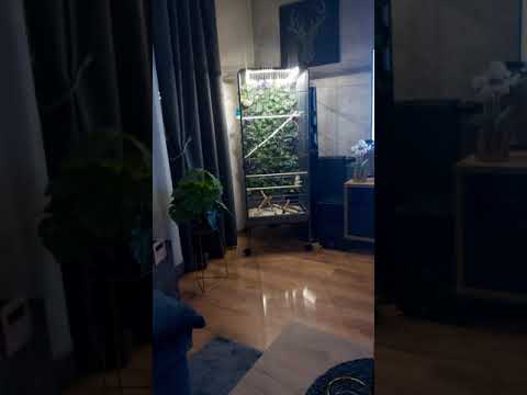 Szary Spiewak zaloty