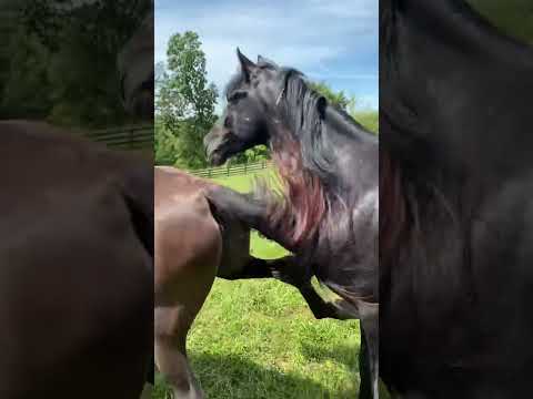 Stallion With Mares | Gets a Little Kick | Tennessee Walking Horses | #stallions #horsefarms