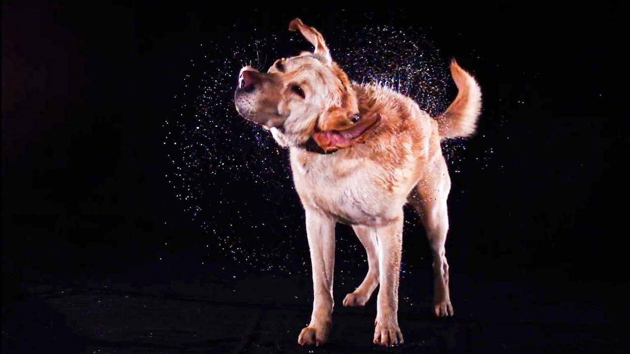 Wet Animals Shake In Slow Motion | BBC Earth
