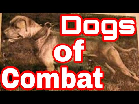 The Pitbull Great Fighting Champion - GR CH S.T.P.'S BUCK (7XW) ROM #gamedog #apbt #bulldogs