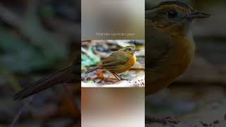 Download lagu Suara pelanduk topi-hitam jawa | Javan black-capped babbler mp3