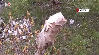 Düzcede Çam Kese Böceğiyle Mücadele Başladı