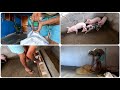 FIZ A PRIMEIRA RAÇÃO DE CRESCIMENTO PARA OS PORQUINHOS