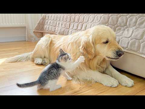 YouTube 썸네일