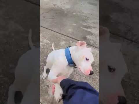 ZACK, an adoptable American Bulldog & Dogo Argentino Mix in Burton, MI_image-1