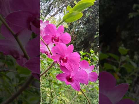 ❤️❤️ beautiful flowers #trending #shortsvideo #orchids