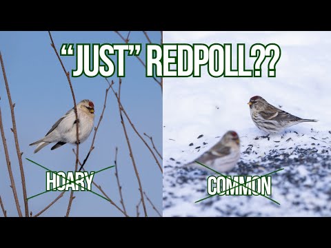 Variation in Redpolls - Why Three Species are now One? + A New County Bird!