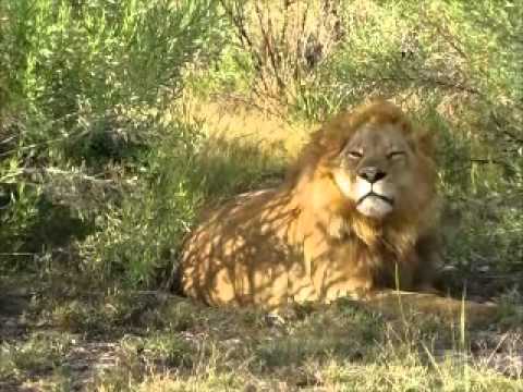 Nxabega - Single male lion.wmv