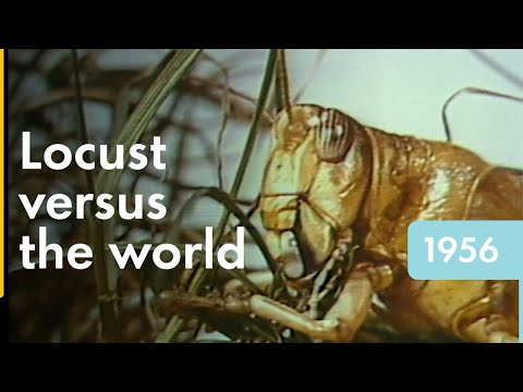 Locust - 'The Ruthless One' | Shell Historical Film Archive