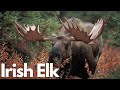 The Majestic Return of the Irish Elk!