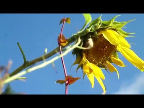 Gory Gore - "Fensterblicke" (Reupload)