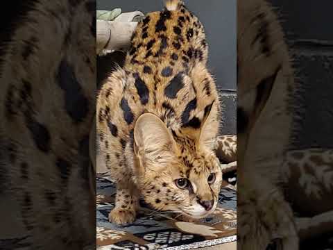 Die Serval Katze🐱, eine der SCHÖNSTEN und SELTENSTEN Katzenrassen der Welt! #katze #serval #katzen
