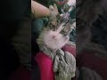 Prissy Boot Nom Nom Edition Catsofyoutube Cats Adorablecats Gizmo