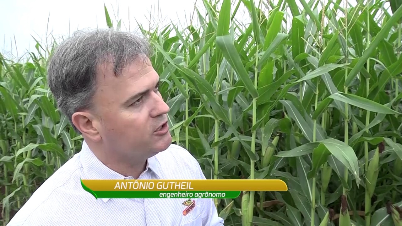 Milho irrigado: produtor chega a 258 sacas/hectare