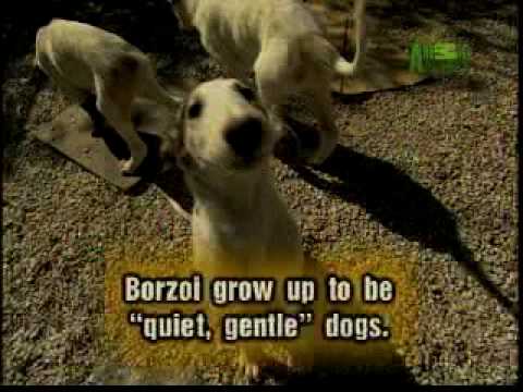 Breed All About It - Borzoi