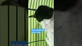 Download lagu Suara Kutilang Gacor isian mewah ‼️short #birds #kutilangemasgacorfullisian mp3 Download lagu Suara Kutilang Gacor isian mewah ‼️short #birds #kutilangemasgacorfullisian mp3