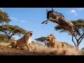 Lion Attack The Savageest Fights In The Animal Kingdom WILDLIFE DOCUMENTARY