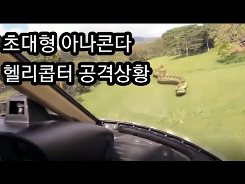 , title : '내가 확인한 아나콘다의 어마무시한 위험성  Top5(TOP5 Biggest Snake in the world) 뱀'